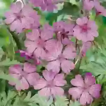 Tuberosum